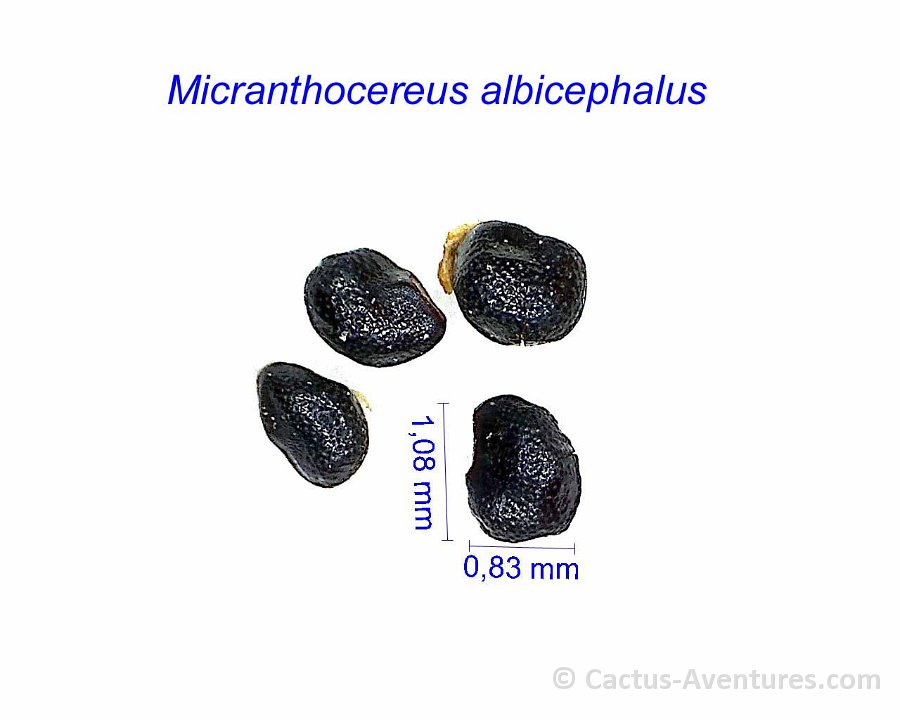 Micranthocereus albicephalus EM